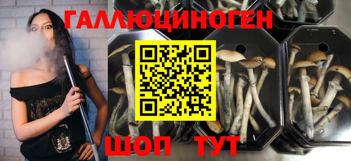 Лыткарино  наркота  Вход с VPN  Псилоцибиновые грибы Psilocybe 